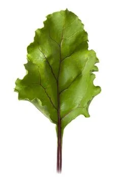 Beetroot leaf isolated on white background. Stock Photos