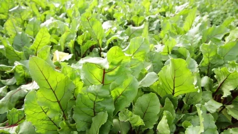 Beetroot leafs in a field - close up Stock Footage 76794426