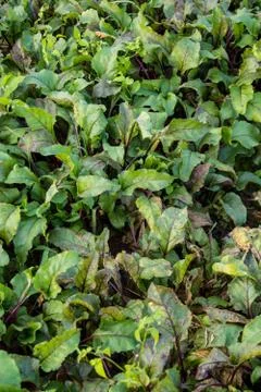 Beetroot leafs Foto stock