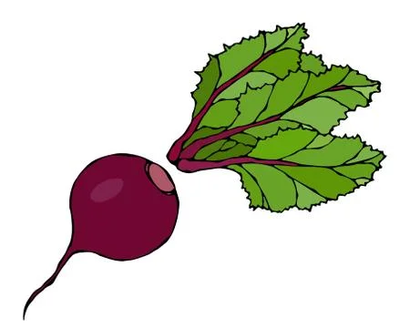 Beetroot with Leaves, Beet With Separated Top. Fresh Vegetable Salad. Hand Dr Stock Illustration