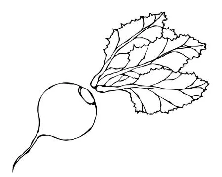 Beetroot with Leaves, Beet With Separated Top. Fresh Vegetable Salad. Hand Dr Stock Illustration