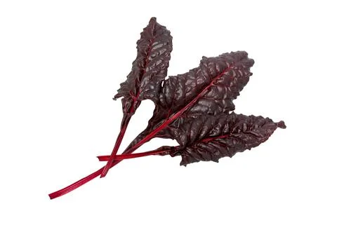 Beetroot leaves, fresh beet leaf Stock Photos