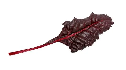 Beetroot leaves, fresh beet leaf Stock Photos
