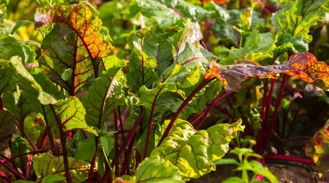 Beetroot leaves growing in garden moving by wind. Stock Footage 58743465