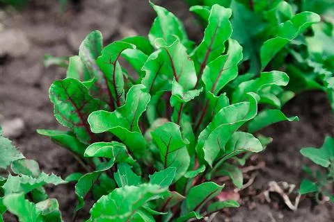 Beetroot leaves Stock Photos