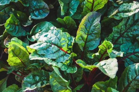 Beetroot leaves texture, beet leaf growing in the garden Stock-Fotos