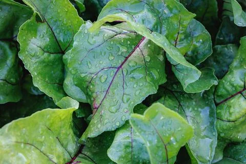 Beetroot leaves with water droplets Stock Photos