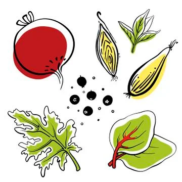 Beetroot, lettuce, onion, pepper. Hand drawn vector vegetable icons 스톡 일러스트