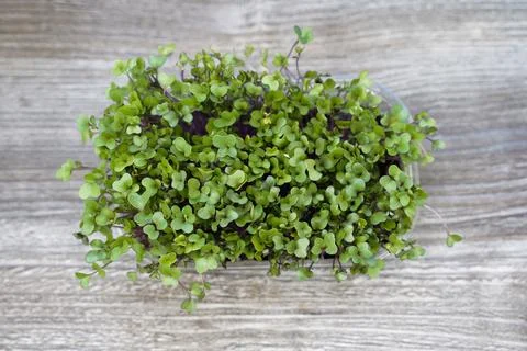 Beetroot microgreens. top view. Green sprouts with a lot of vitamins Stock Photos