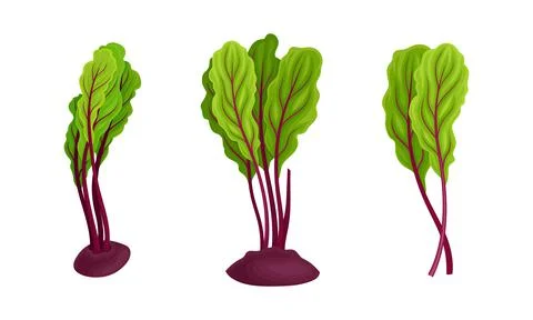 Beetroot or Garden Beet Peeped Out Ground with Top Leaves Vector Set Stock Illustration