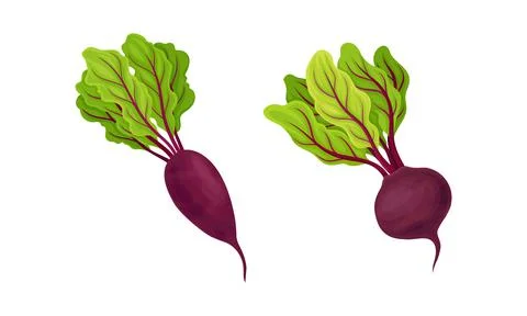 Beetroot or Garden Beet with Top Leaves Vector Set Stock Illustration