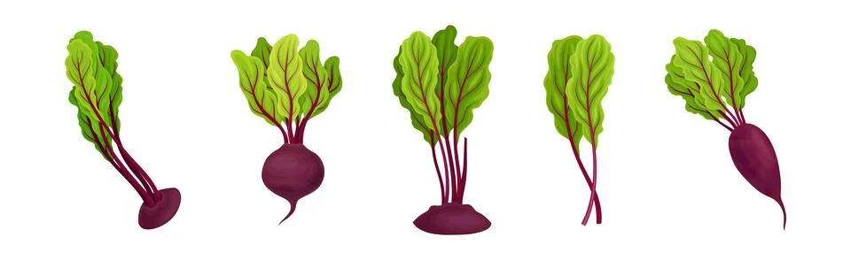 Beetroot or Garden Beet with Top Leaf Vector Set Stock Illustration