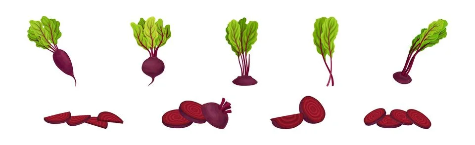 Beetroot or Garden Beet with Top Leaf Vector Set Illustrazione stock