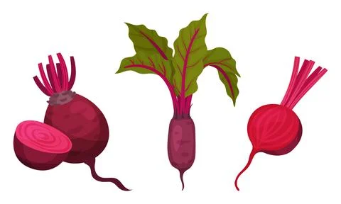 Beetroot or Red Beet with Top Leaves Vector Set Stock Illustration