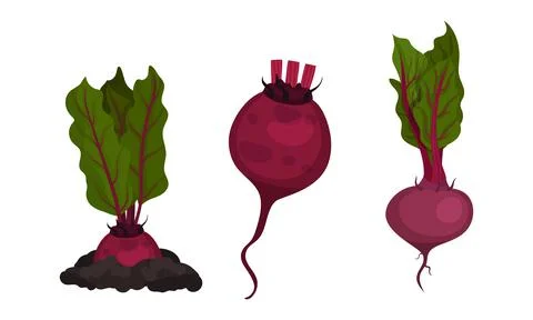 Beetroot or Red Beet with Top Leaves Vector Set Stock Illustration