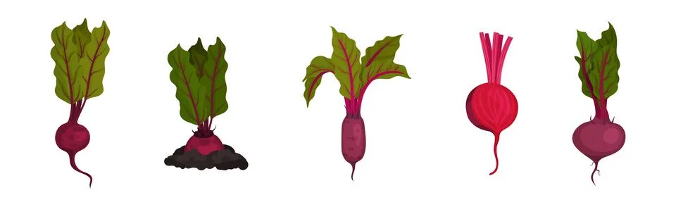 Beetroot or Red Beet with Top Leaves Vector Set Stock Illustration
