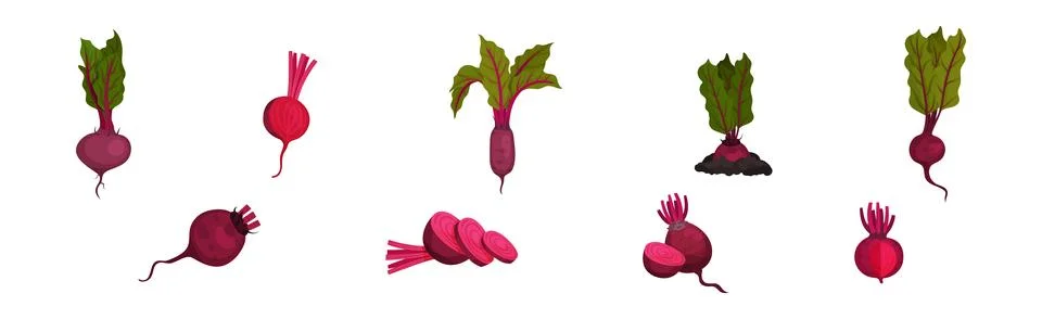 Beetroot or Red Beet with Top Leaves Vector Set Stock Illustration
