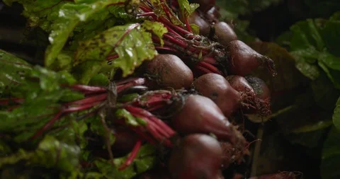 Beetroot on organic farm Stock Footage 116285434
