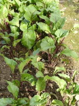 Beetroot organic garden Stock Photos