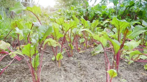 Beetroot patches in the garden in slow motion 120fps Stock Footage 152580758