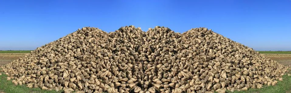 Beetroot Stock Photos