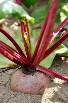 Beetroot Photos