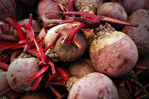 Beetroot Foto stock