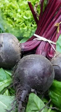 Beetroot 写真素材