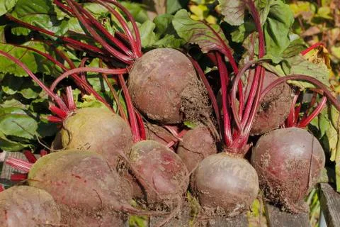Beetroot Foto stock