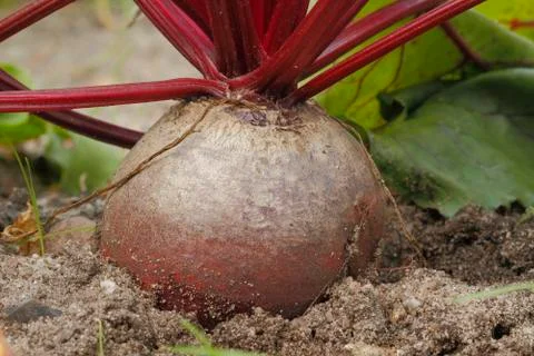Beetroot Stock Photos