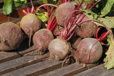 Beetroot Stock Photos