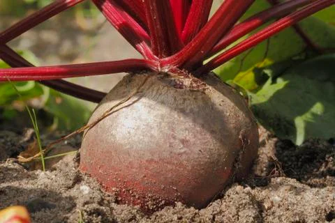 Beetroot Stock Photos