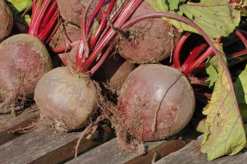 Beetroot Stock Photos