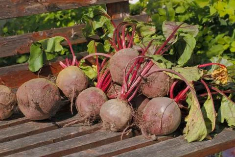 Beetroot Foto stock