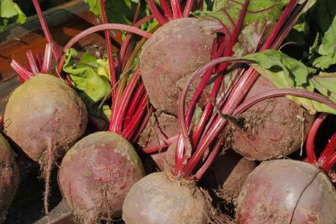 Beetroot Stock Photos