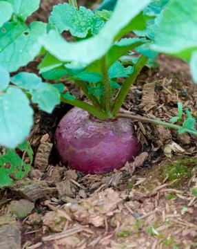 Beetroot. Stock Photos