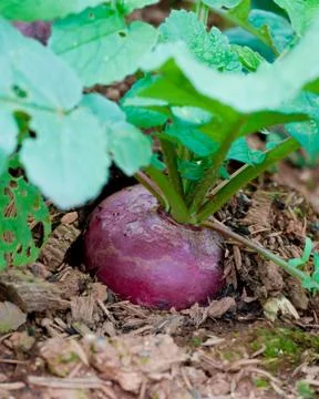 Beetroot. Stock Photos