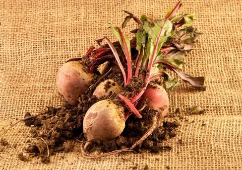 Beetroot Foto stock