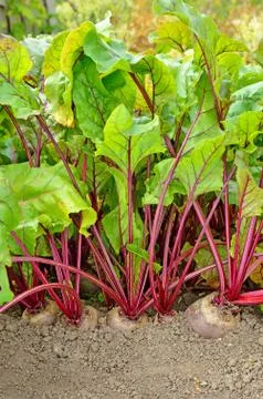 Beetroot 스톡 사진