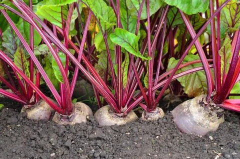 Beetroot Foto stock
