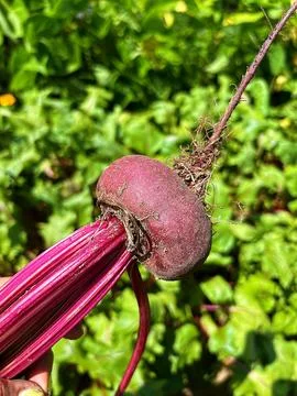 Beetroot Stock Photos