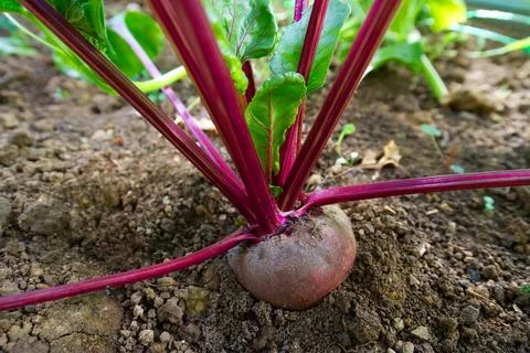 Beetroot Stock Photos