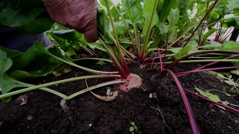 Beetroot picking   in the garden Video stock 87788658