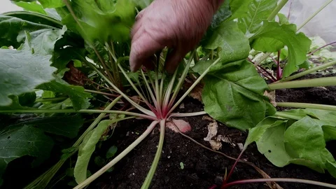 Beetroot picking   in the garden Stock Footage 87790452