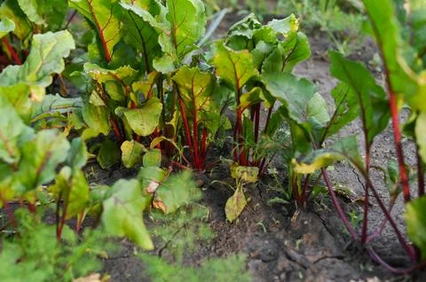 Beetroot plant with red stems and green leaves growing in soil, organic cro.. Stock Photos
