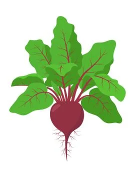 Beetroot plant with roots, vector illustration isolated on white background Stock-Illustration