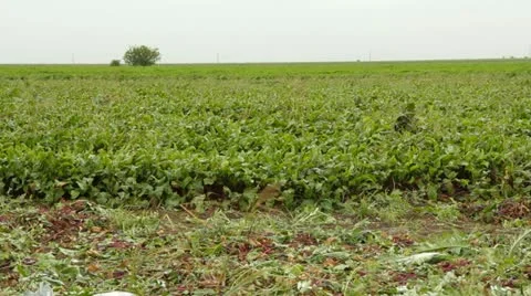 Beetroot Plantation Video stock 22279157