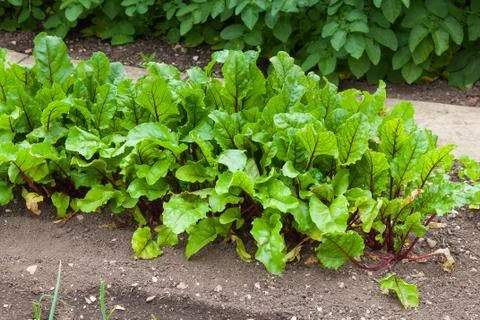 Beetroot plants in full leaf in a garden Stock Photos
