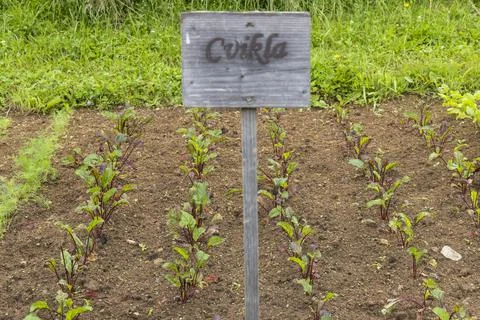Beetroot plants growing in garden with Cvikla sign Stock Photos