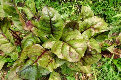 Beetroot Plants. Stock Photos